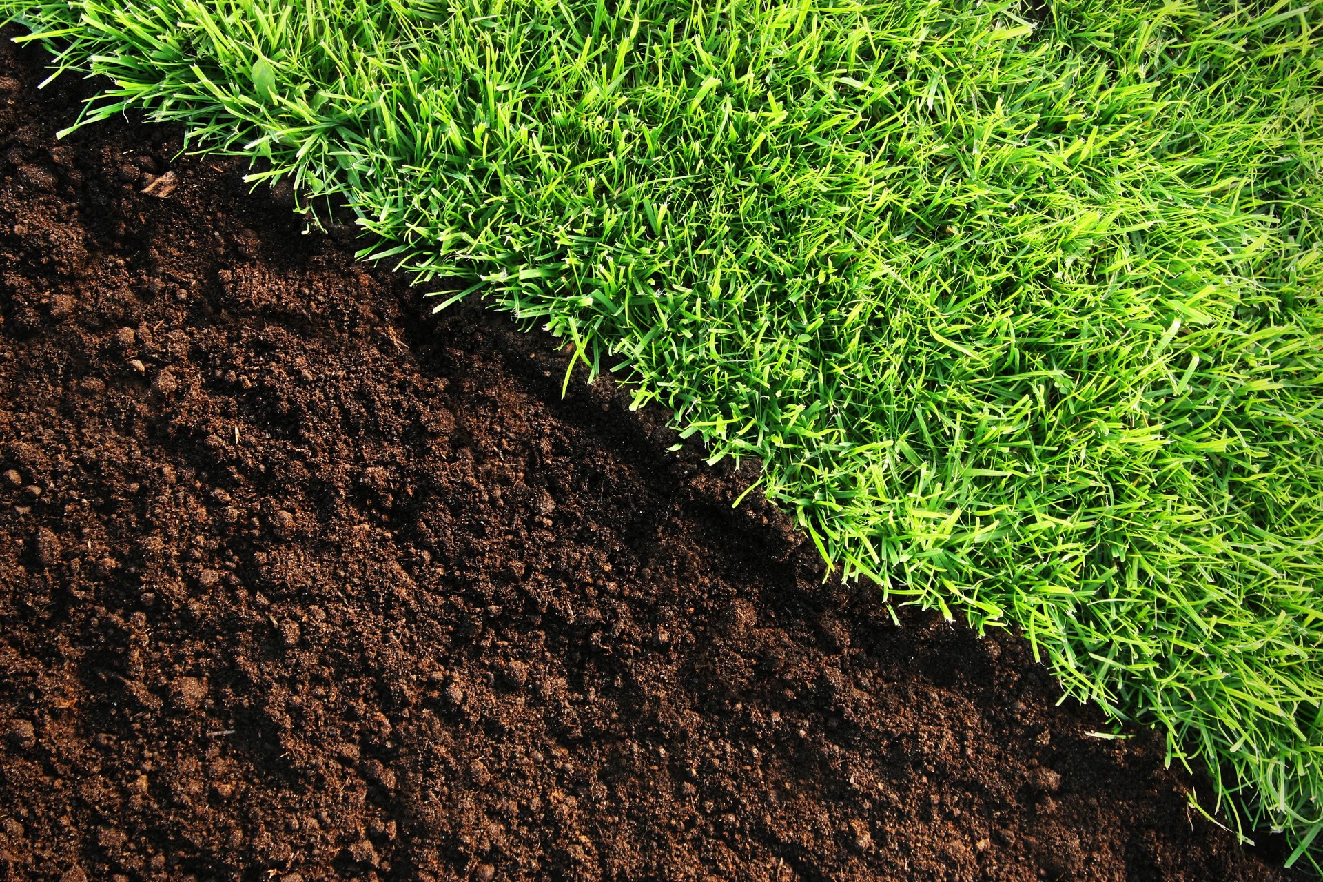 Healthy grass and soil background